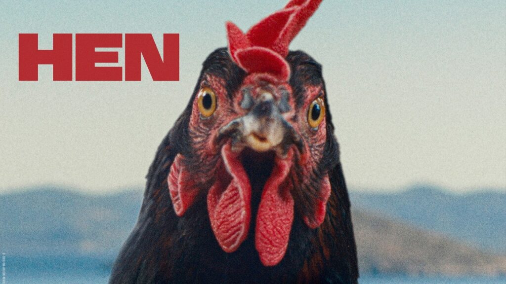 An image of a the star of "Hen", a black chicken staring straight at you.
